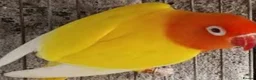Lovebirds birds for sale: DECINO BONDED PAIR SPLIT OPALINE  - Advert 1
