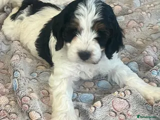 Cockapoo dogs Adorable cockapoo’s lovely in every way - Advert 9