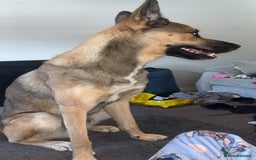 Shepsky dogs for sale: Shepsky  - Image 2