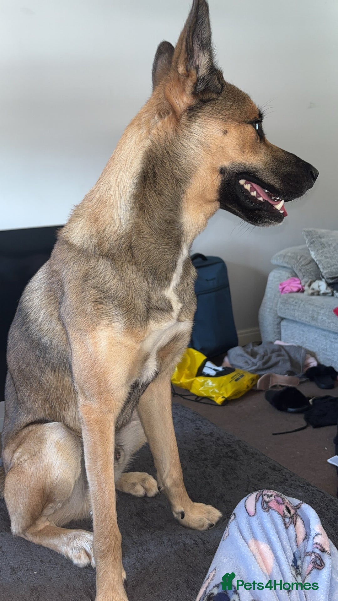 Shepsky dogs for sale: Shepsky  - Image 2