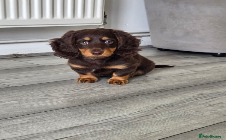 Miniature Dachshund dogs - Advert 7