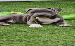 Staffordshire Bull Terrier dogs for sale: Loving Staffy Kobe Needs a New Forever Home 💙 - Image 3