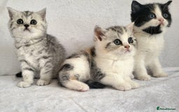 British Shorthair cats for sale: ✨ Gorgeous Pedigree Kittens – 3 Beautiful Girls✨ - Image 1