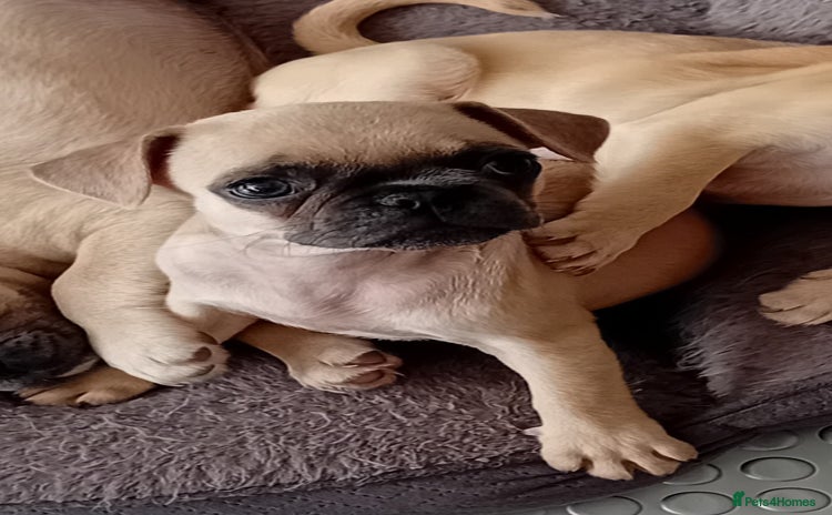 Frug dogs - Advert 3
