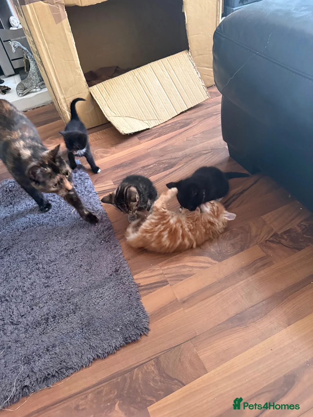Mixed Breed cats for sale: Kittens for sale - Advert 13