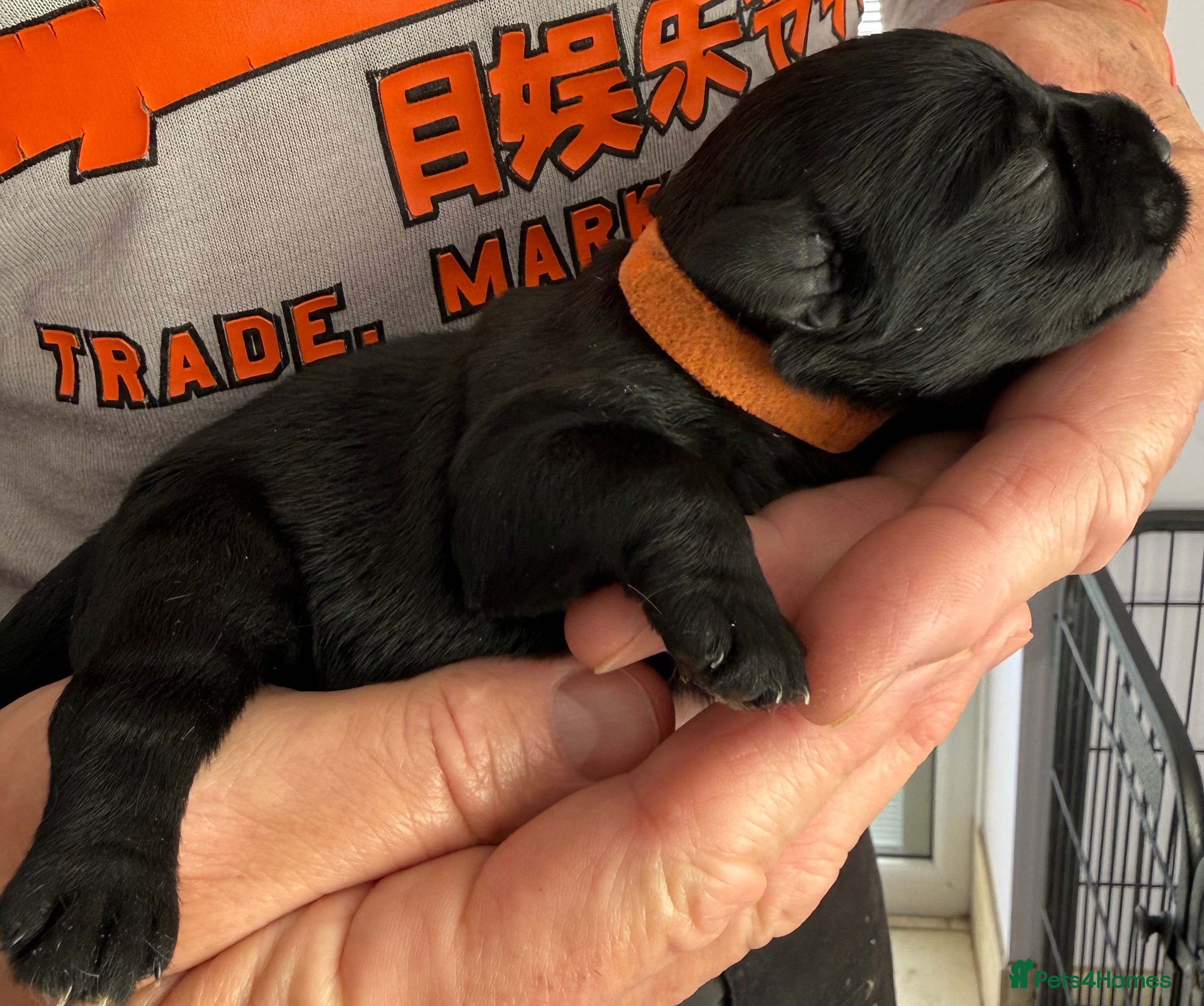 Miniature Schnauzer dogs Miniature schnauzer pups - Advert 2