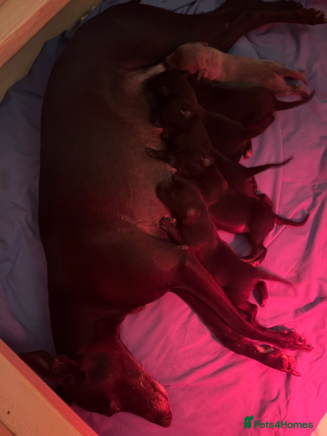 Whippet dogs for sale: 🐾 KC Registered Black Whippet Puppies 🐾 - Image 30