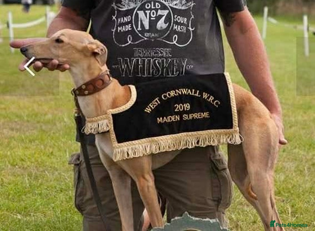 Whippet dogs for sale: 📣 Outstanding Show & Racing Lines - Advert 2
