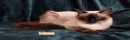 Ragdoll cats for sale: Ragdoll kitten. Ready for a new home  - Advert 25