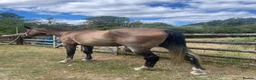 Irish Sports horses for sale: Irish sports horse - Advert 3