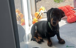 Dachshund dogs for sale: Make sausage dog - Image 2