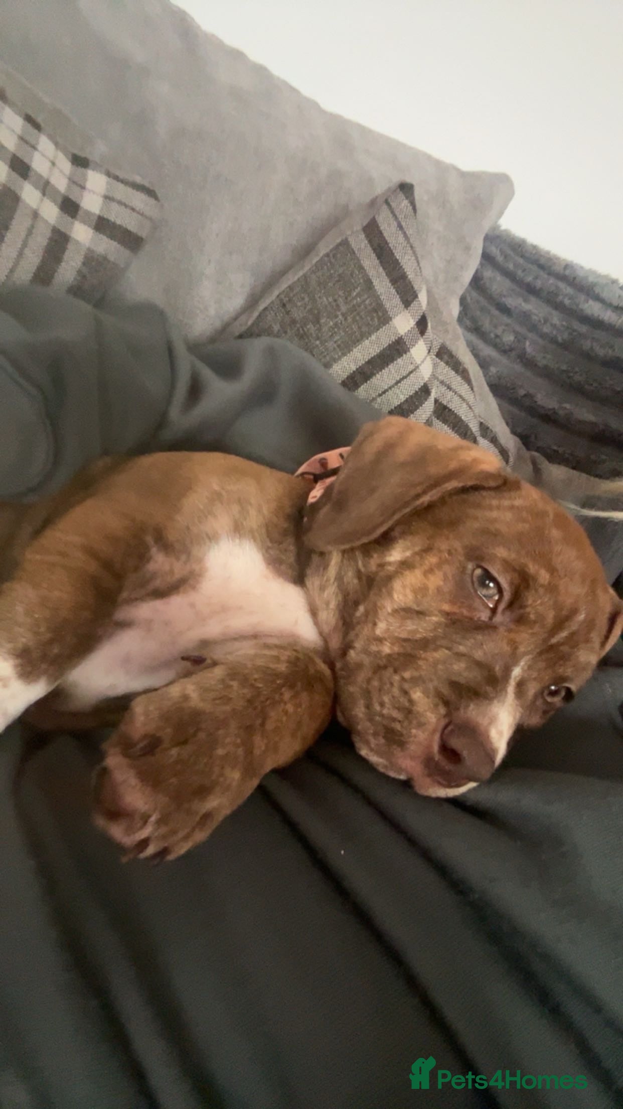 Mixed Breed dogs Rehome - Advert 1