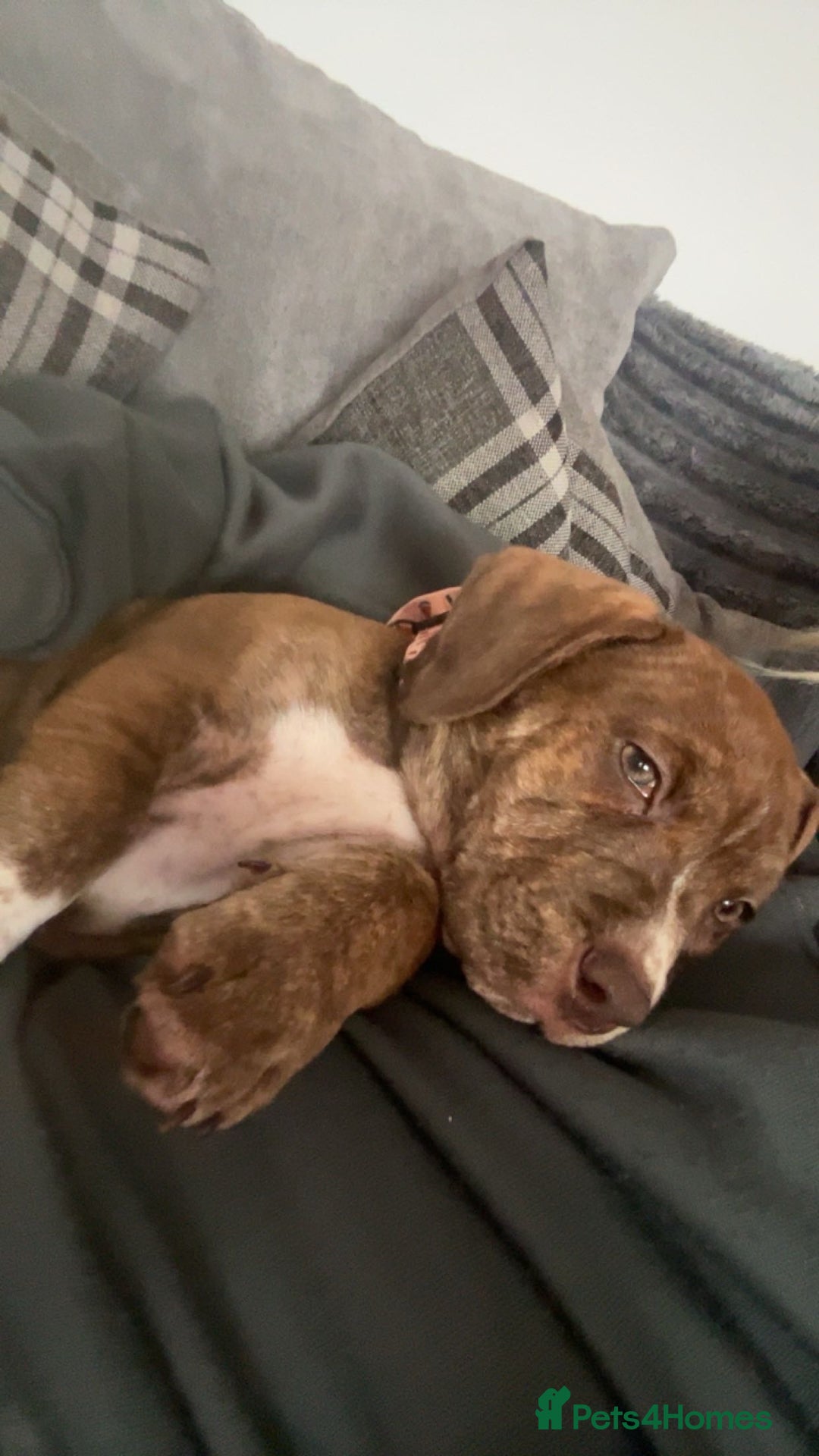 Mixed Breed dogs for sale: Rehome - Advert 1