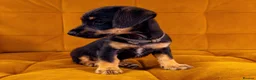 Jackshund dogs for sale: Daxijax/Jackshund/Dachshund/Jack - READY TO GO - Advert 19