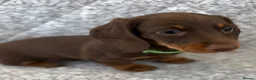 Miniature Dachshund dogs for sale: Kc registered ready to leave  in Basildon - Advert 5