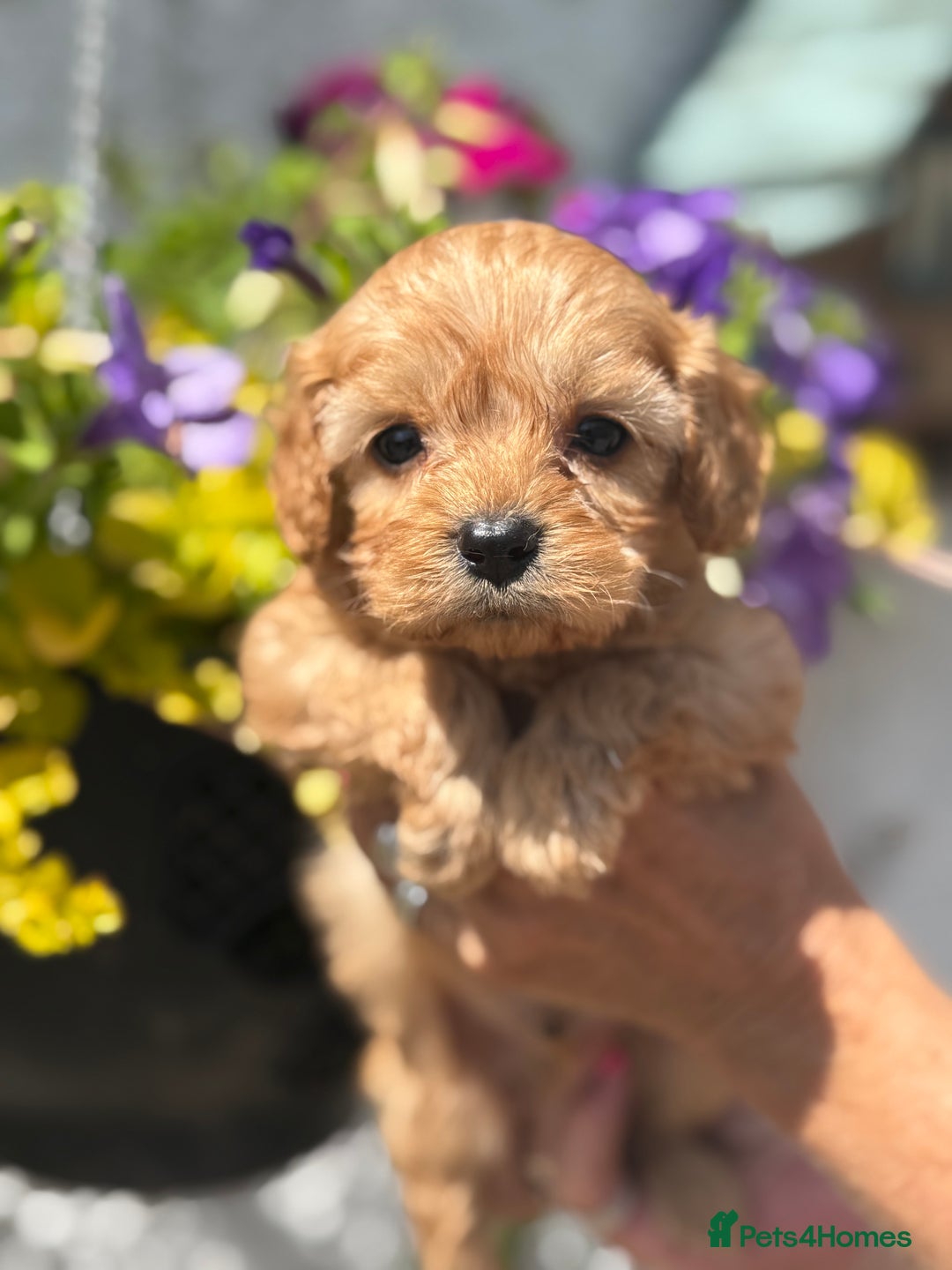 Cavapoo dogs for sale: Ready Now F1 Cavapoo boy - Image 4