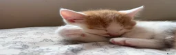 Mixed Breed cats for sale: Ready now for their new forever homes - Advert 3