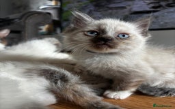 Ragdoll cats for sale: 6 gorgeous fluffy ragdoll kittens  - Image 10