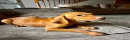 Hungarian Vizsla dogs for sale: LAST 3 HUNGARIAN VISZLA PUPS - Advert 12