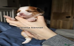 Chinese Crested dogs for sale: Last powder puff boy available  - Image 10