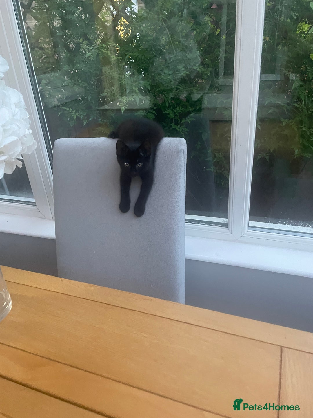 Brazilian Shorthair cats for sale: Little black rescue kitten - Image 4