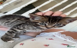 Domestic Shorthair cats for sale: 6 and half month old kitten for sale  - Image 2