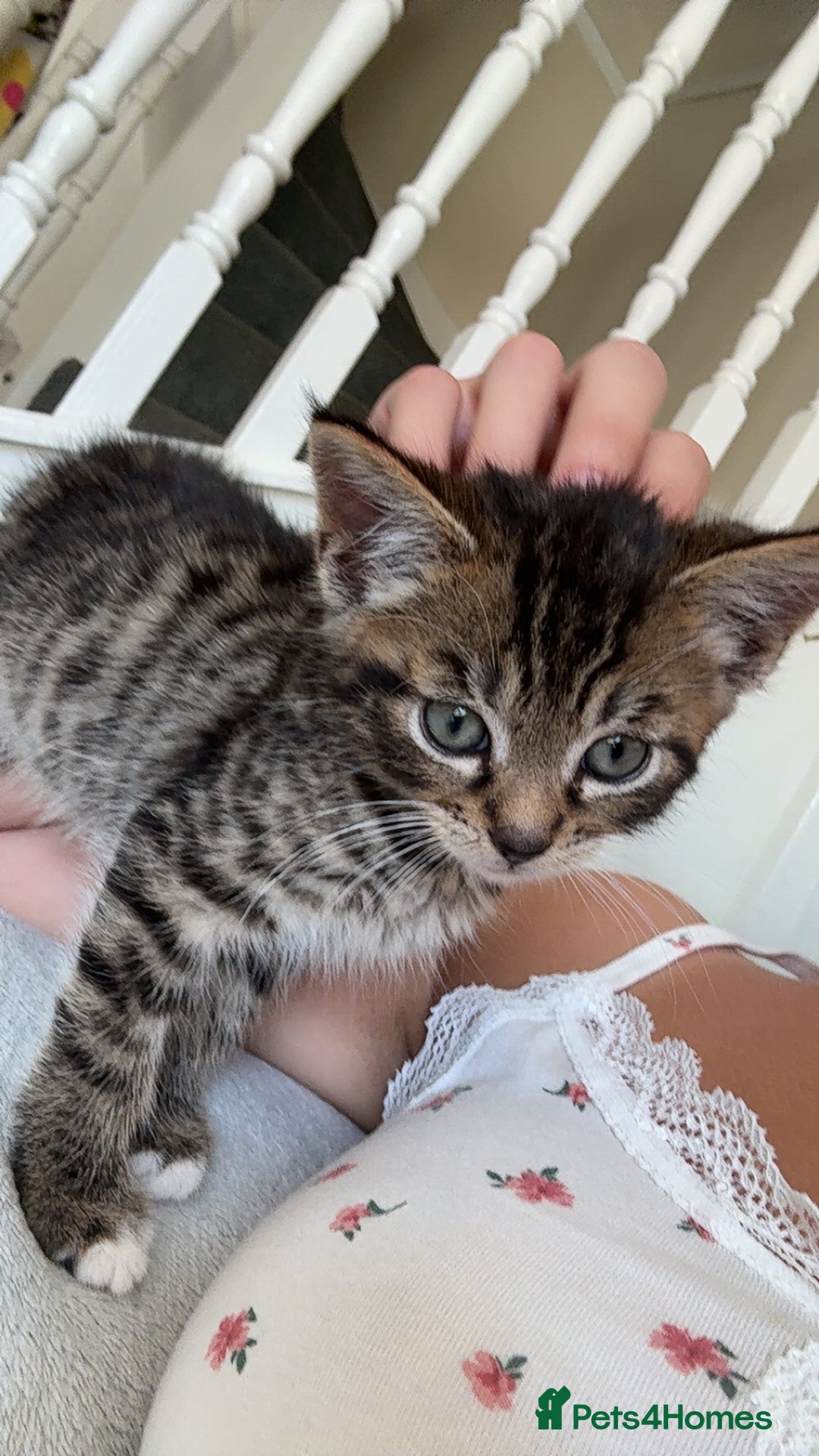 Domestic Shorthair cats for sale: 6 and half month old kitten for sale  - Image 2