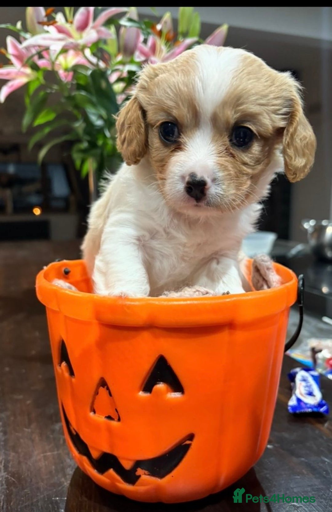 Cavachon dogs for sale: Cavachon f2 - Advert 2