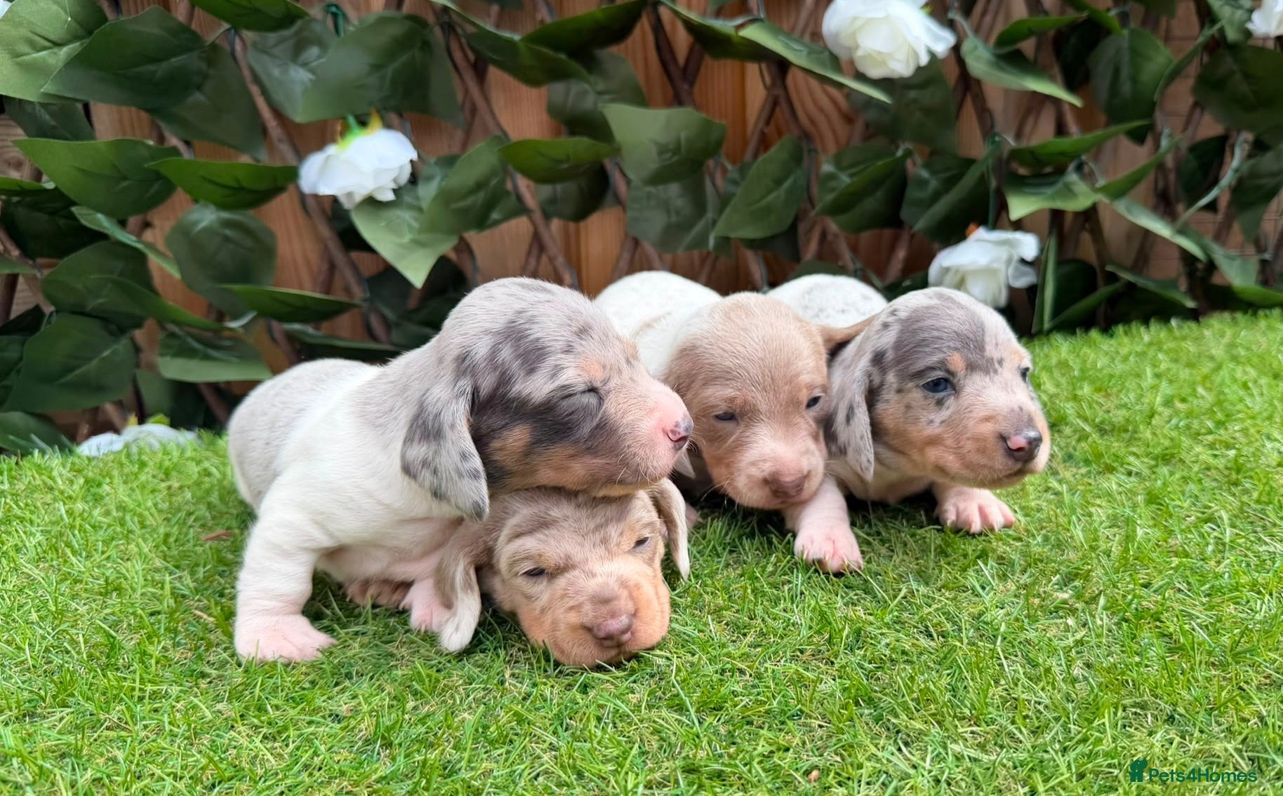 Miniature Dachshund dogs STUNNING KC MINIATURE DACHSHUNDS DAPPLE  - Advert 1