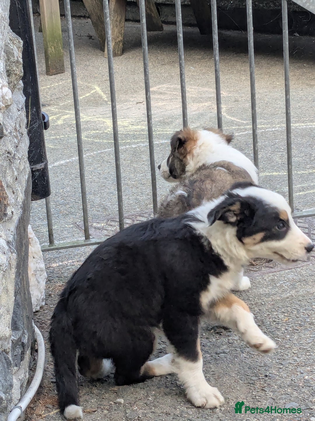 Border Collie dogs for sale: Border Collie Puppies  - Image 6