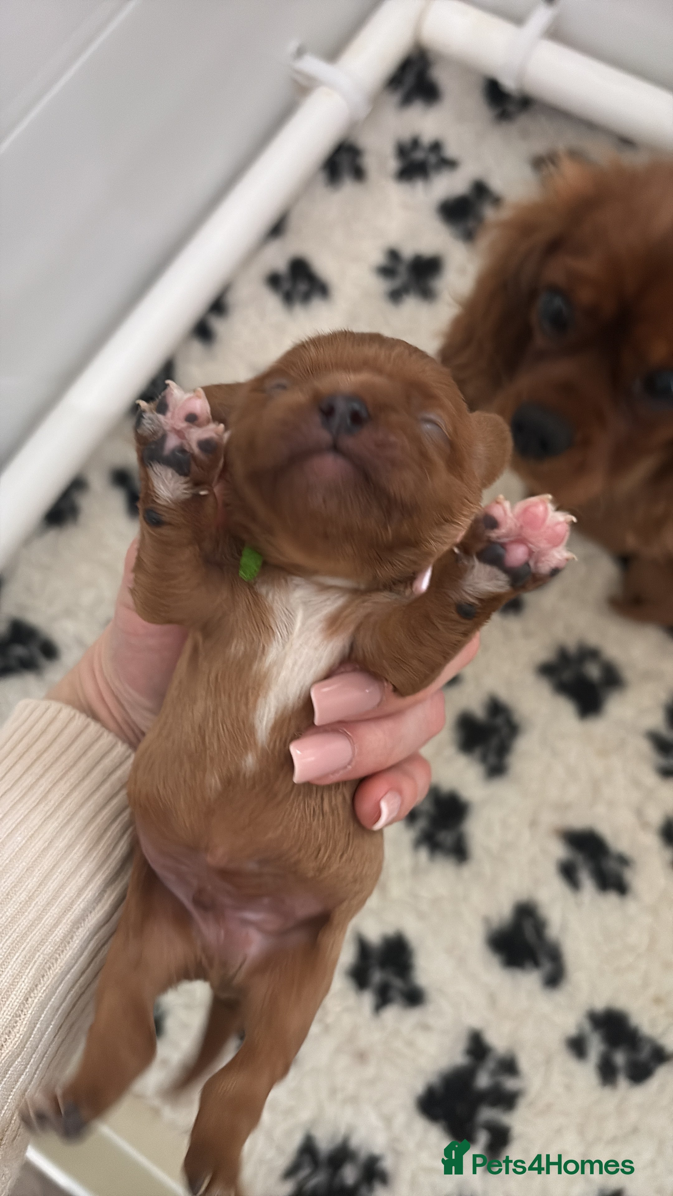 Cavalier King Charles Spaniel dogs Beautiful ruby cavalier King Charles  - Advert 2