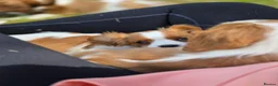 Cavalier King Charles Spaniel dogs for sale: Friendly and playful Cavalier Puppies - Advert 13