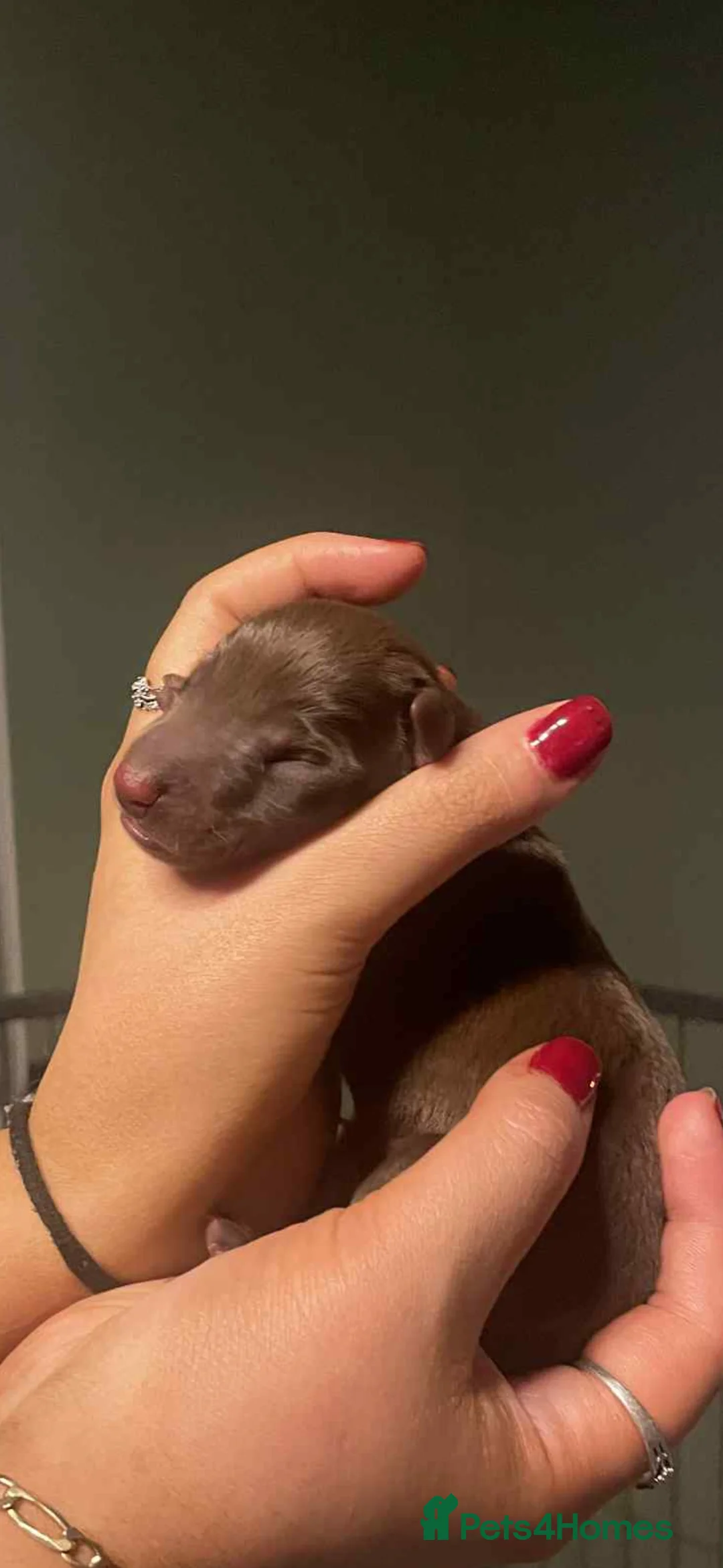 Dobermann dogs for sale: Chocolate & Isabella Doberman puppies for sale  - Advert 7