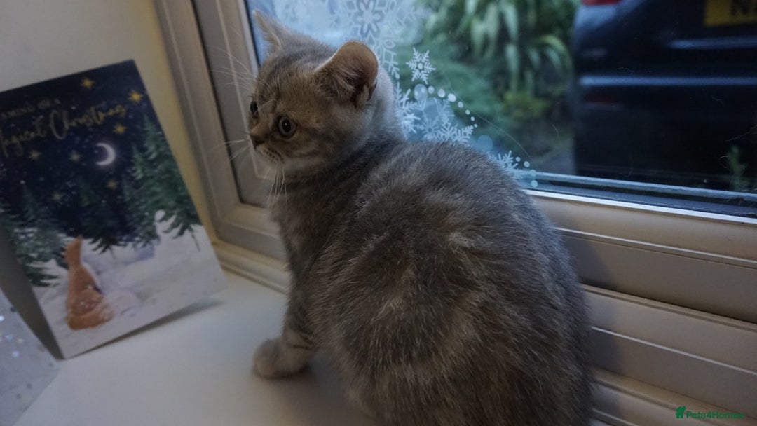 British Shorthair cats for sale: British Blue tabbies boys and girls - Advert 5