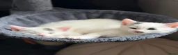 Mixed Breed cats for sale: Beautiful Kittens  - Advert 3