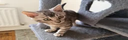 Bengal cats for sale: Rare Silver Grey Bengal TICA Kittens  - Advert 22