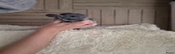 Chinchilla rodents for sale: 2 female chinchillas - Advert 15