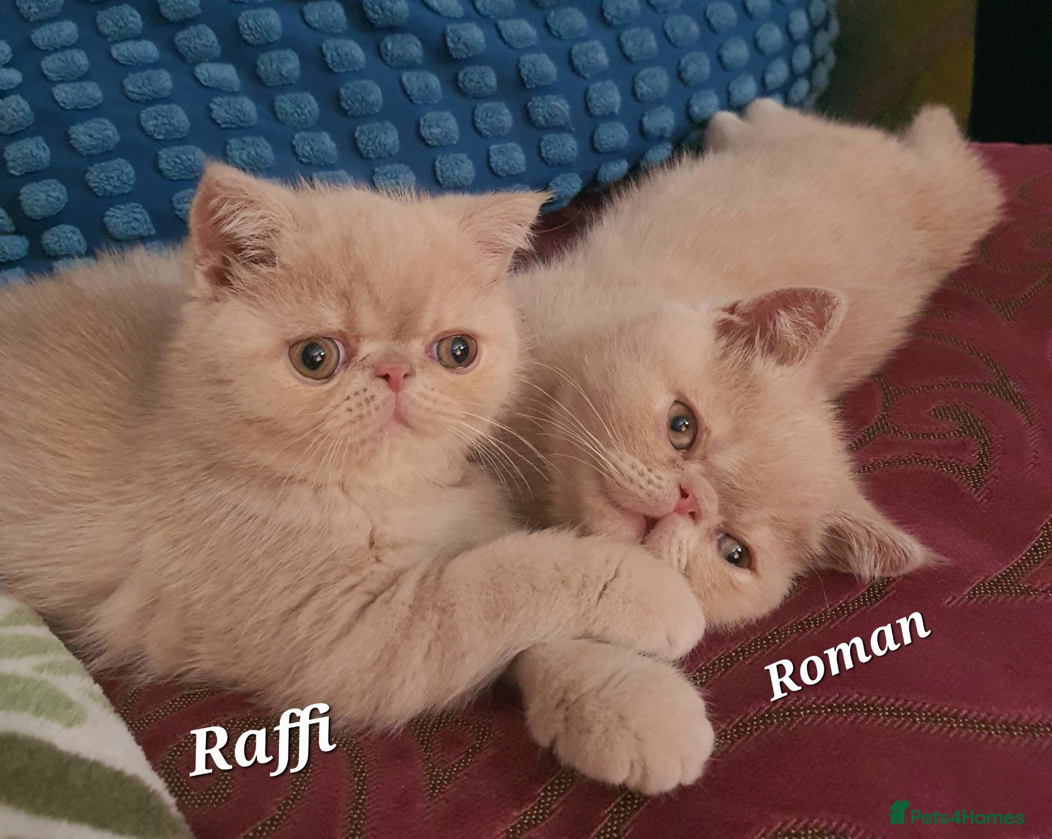 Exotic cats  💙 Chunky Gccf registered boys 💙 - Advert 7