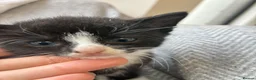 Mixed Breed cats for sale: Beautiful girl kittens  - Advert 11