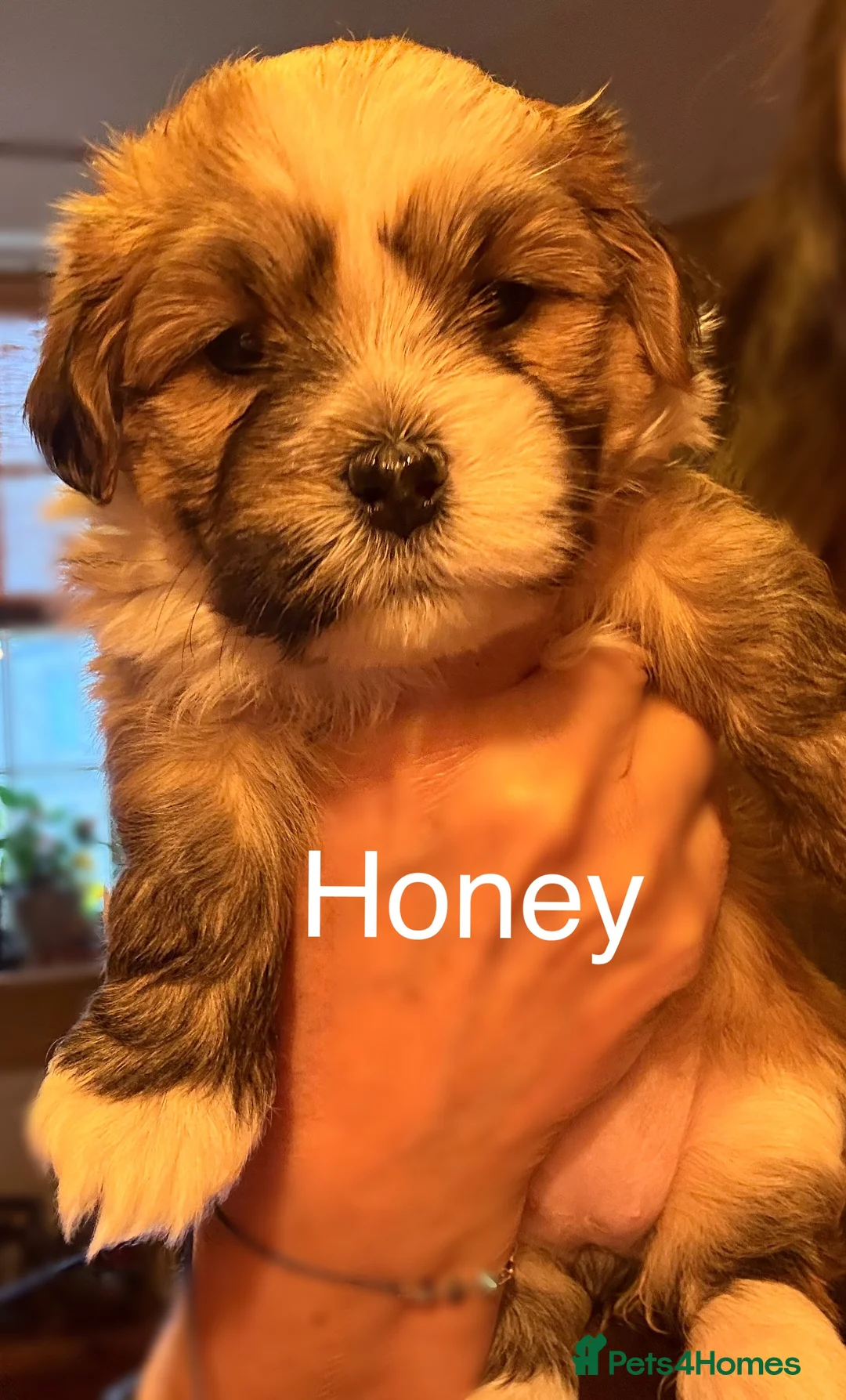 Havanese dogs for sale: Gorgeous Havanese Puppies  - Advert 13