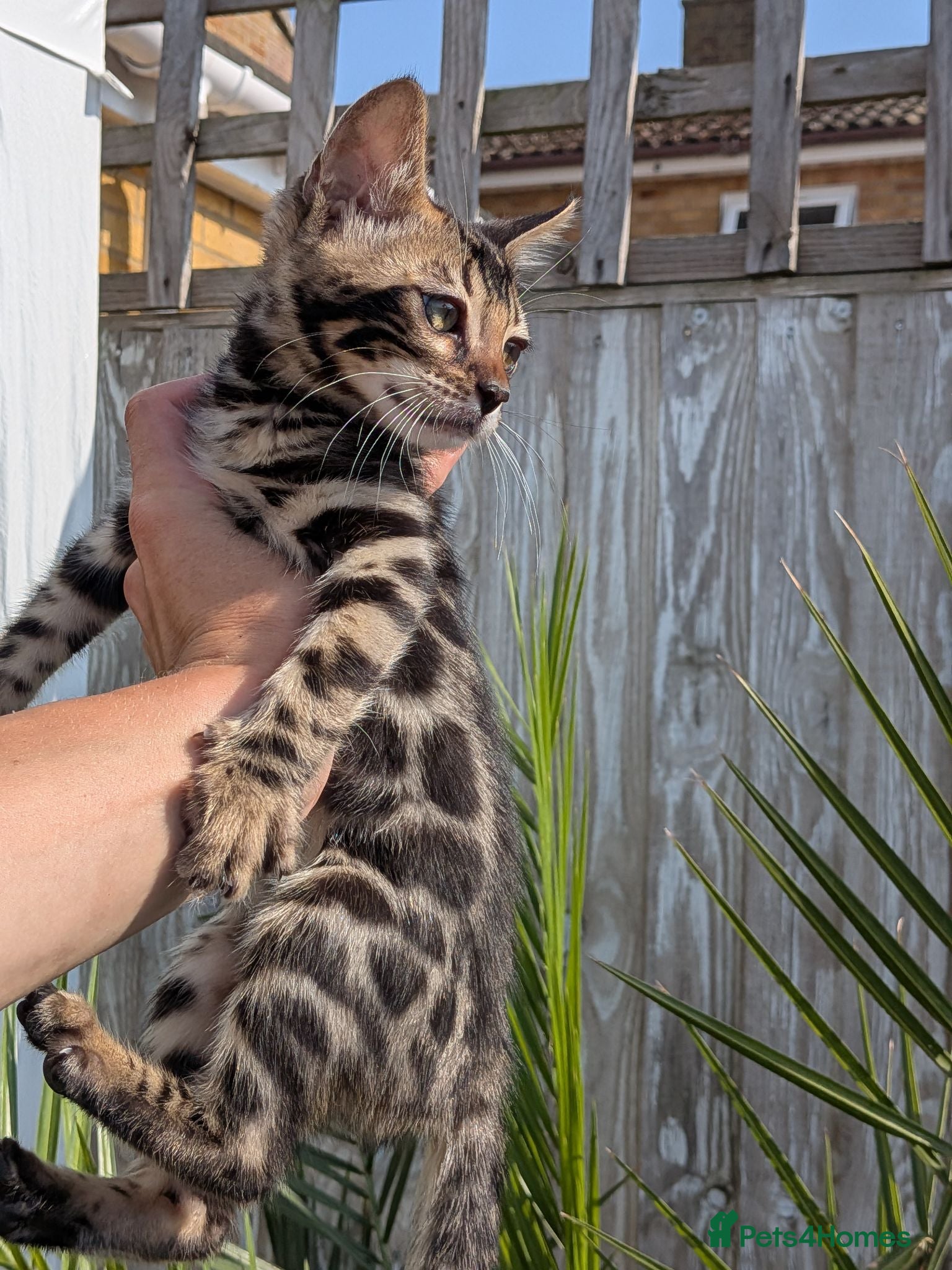 Bengal cats Bengal kittens in Essex TICA registered purebred  - Advert 1