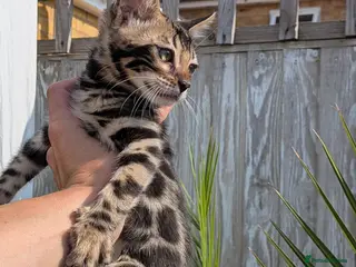 Bengal cats Bengal kittens in Essex TICA registered purebred - Advert 1