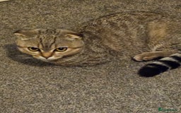 Scottish Fold cats for sale: Full pedigree Scottish Fold kitt(ready to go now)  - Image 10