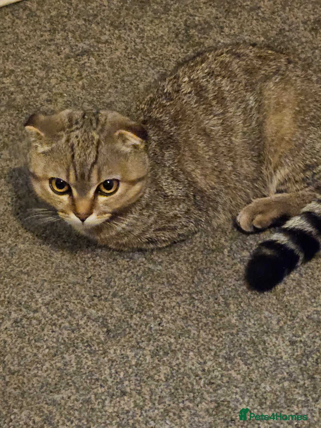 Scottish Fold cats for sale: Full pedigree Scottish Fold kitt(ready to go now)  - Image 10