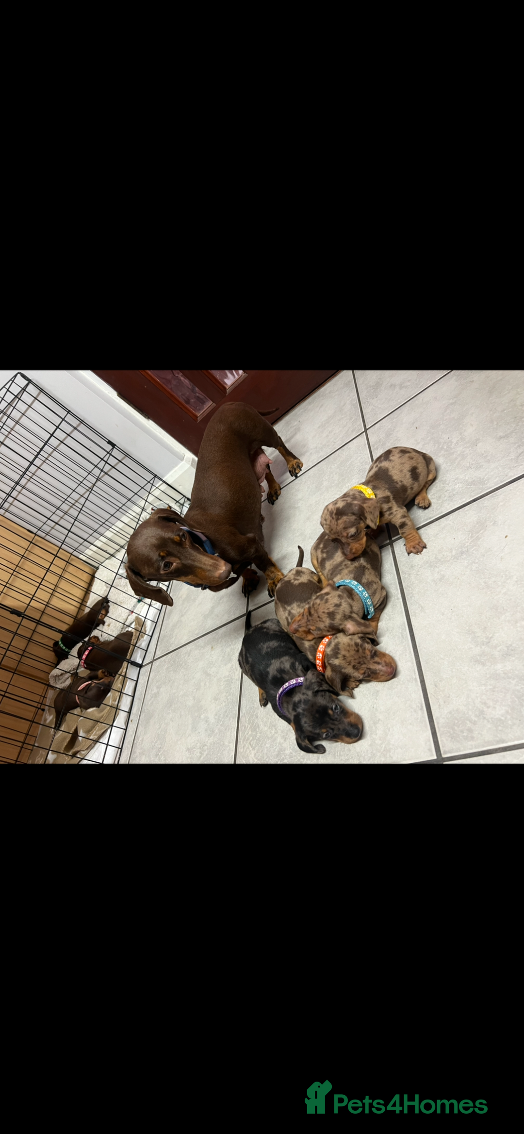 Dachshund dogs for sale: READY TO GO Dachshund Puppies dapple+chocolate - Image 36