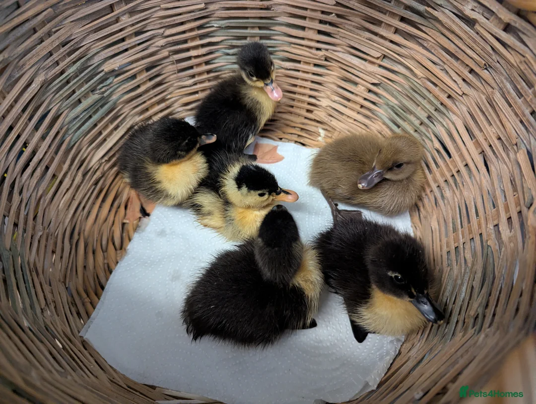 Ducks poultry for sale: Ducklings - Advert 1