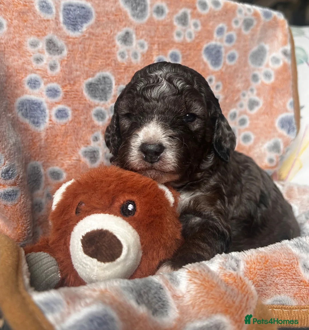 Sproodle dogs for sale: F1B Sproodle puppies  in Accrington - Advert 2