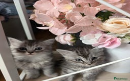 Mixed Breed cats for sale: 4 Sweet kittens!! - Image 5