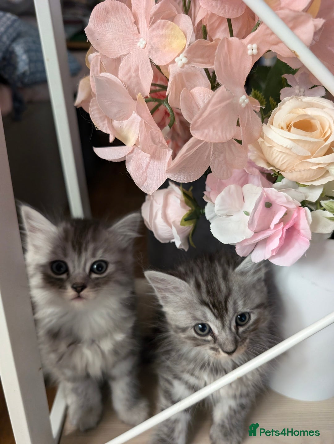 Mixed Breed cats for sale: 4 Sweet kittens!! - Image 5