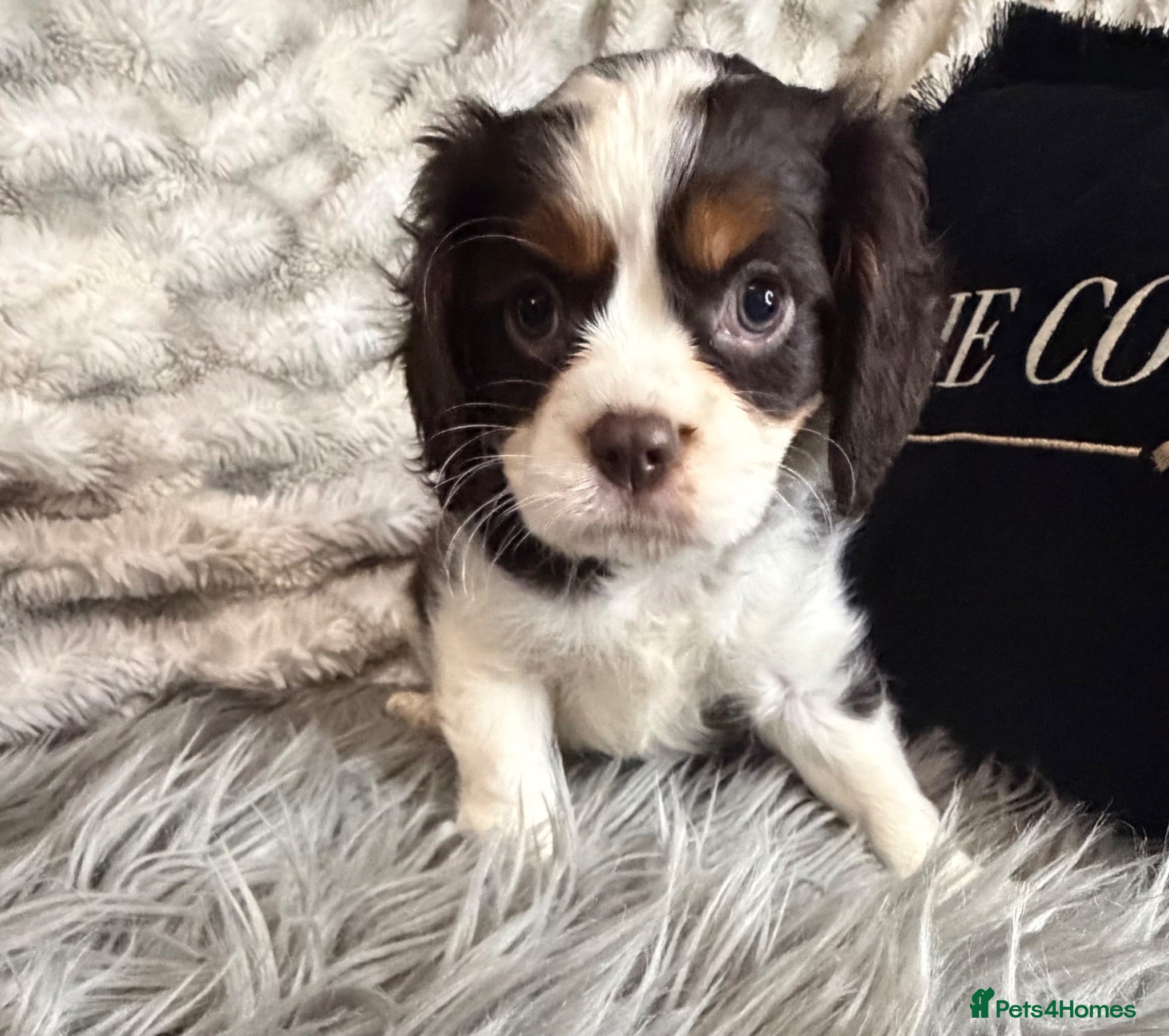 Cavalier King Charles Spaniel dogs EXCEPTIONAL KC EXTENSIVELY HEALTH TESTD PUPS  - Advert 1